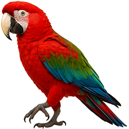 Green-winged Macaw